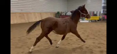 Warmblood yearling , View more