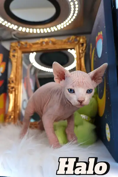 Sphynx Kittens Available NOW!, View more