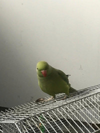 Female parrot 
