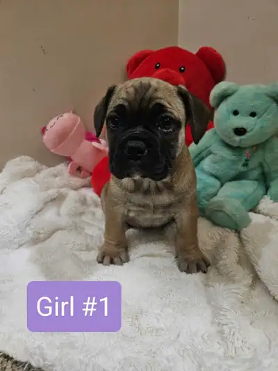 READY FOR THIER FOREVER HOMES 13 week old French Bulldog puppies. Only 2 Females left both very lovi...
