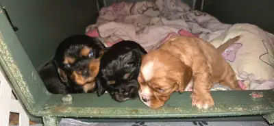 Cavalier King Charles libre avec nous et autres chiens, View more