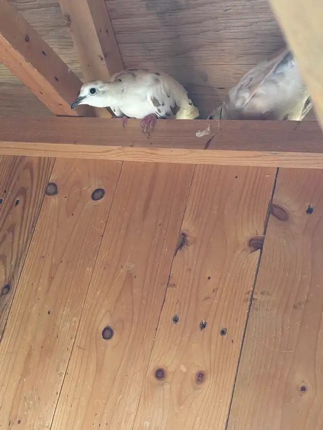 Five doves489519554328023042