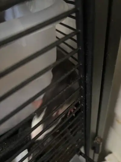 2 female baby rats 2 male baby rats 2  males, View more