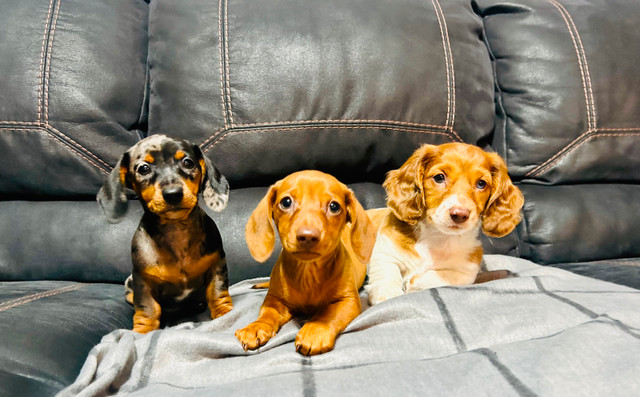 Adorable Mini Dachshund Puppies Looking for Loving Homes in Dogs & Puppies for Rehoming in Winnipeg