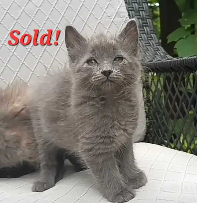*ALL SOLD!* Maine Coon X Kittens! Creams, Greys and Torties!