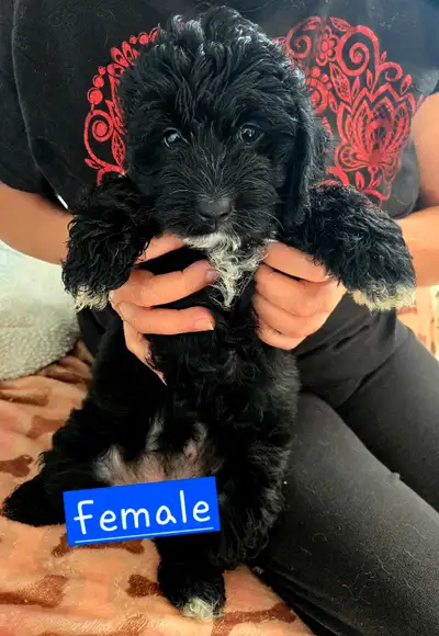 Cockapoo puppies, View more