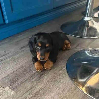 Daschund puppies, View more