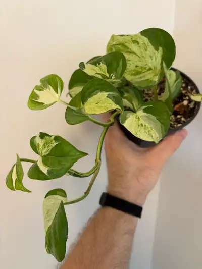 Manjula Pothos , View more
