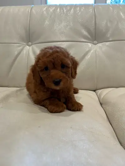 mini poodles for sale!, View more