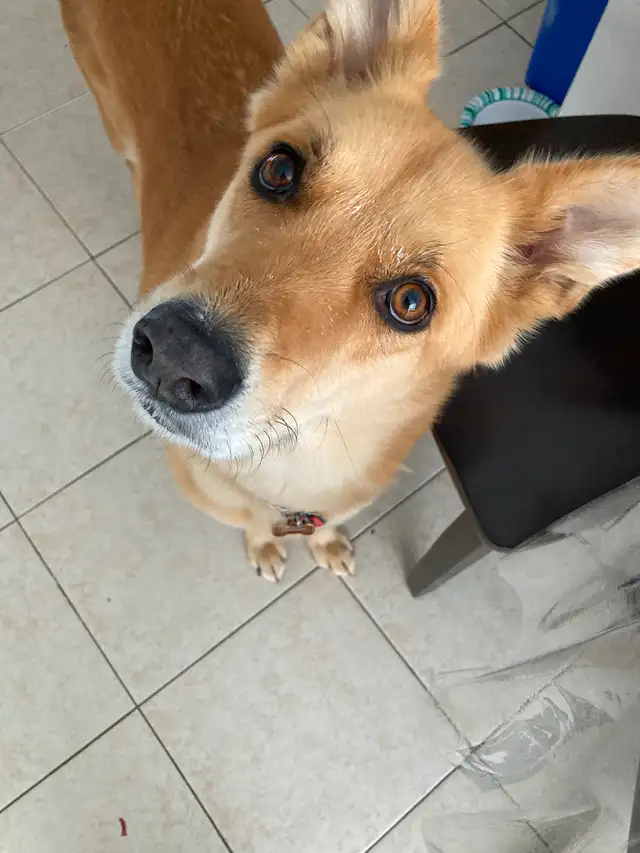 German Shepherd / Lab Mix Beautiful Dog re-homing in Dogs & Puppies for Rehoming in Markham / York Region - Image 6