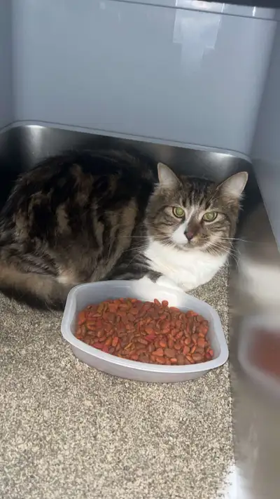 Gorgeous 1 year old male cat looking for a home, View more