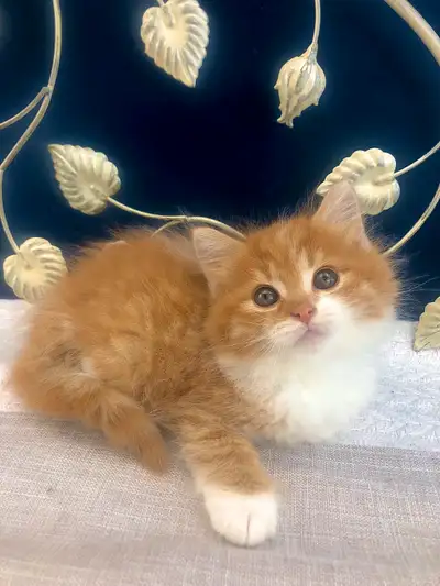 Maine Coon - Super Cute and Cuddly Male, View more