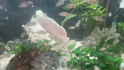3 year old 50 gallon tank and fish, View more