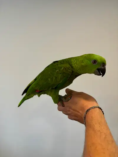 Baby yellow nape Amazon, View more