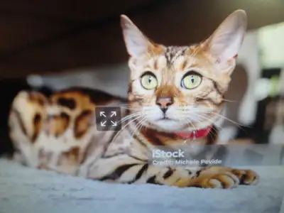 chat bingale pur race avec  papier  payer $4,000 laisse  $200, View more
