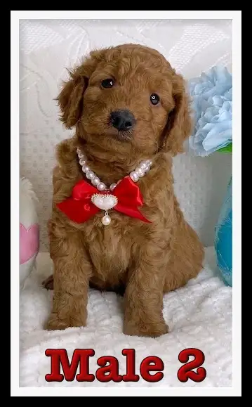 Mini-GoldenDoodle F1 Puppies, View more