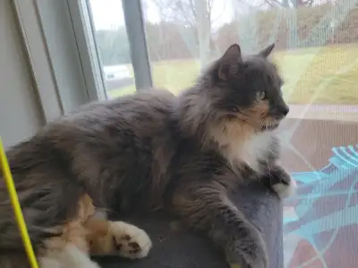 Malheureusement, suite a une situation je dois me séparer de mes 2 chats. Pas de jugement s'il vous...