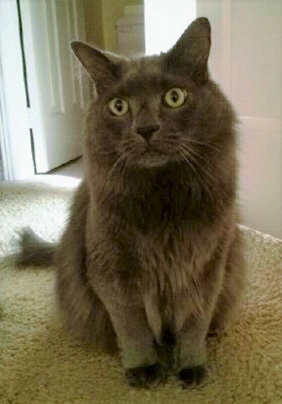 CAT VISITS & CAT SITTER - Oak Ridges, Richmond Hill, King City in Animal & Pet Services in Markham / York Region - Image 3