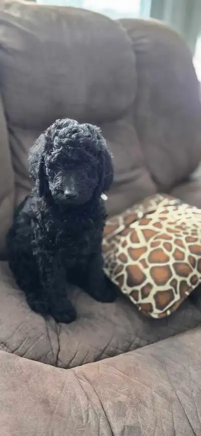 2 female Labradoodle Puppies available. Mom is cinnamon in picture 7 and Dad in pictures 8 and 9. Th...