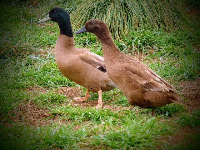 ISO: Khaki Campbell Ducks in Livestock in Dartmouth