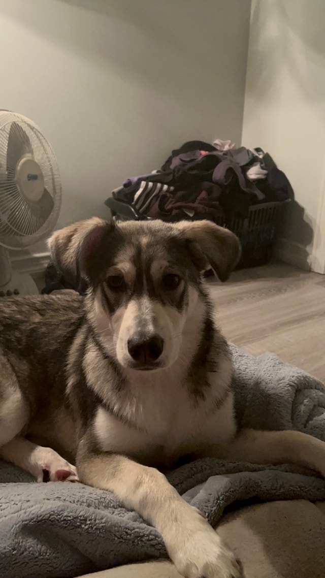 Labsky For adoption Dogs & Puppies for Rehoming Hamilton Kijiji