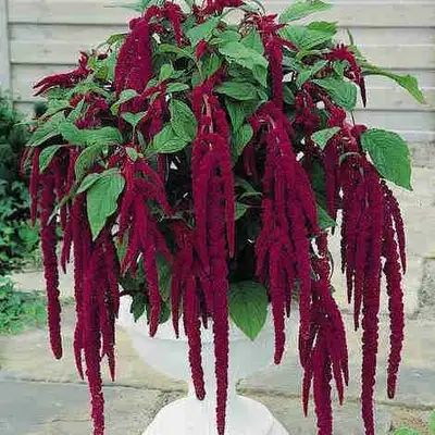 "love lies bleeding" Amaranth seedlings., View more
