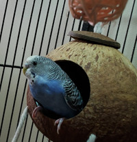 Bird Cage Accessory, nest