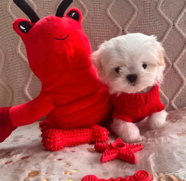 Maltese miniature amazing quality ,Bichon maltais ⭐️ in Dogs & Puppies for Rehoming in Laval / North Shore - Image 3