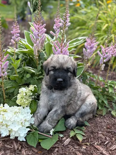 chiot Bouvier des Flandres, View more