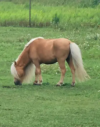Palomino Miniature Horse Pair, View more
