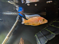 African Cichlid for Sale