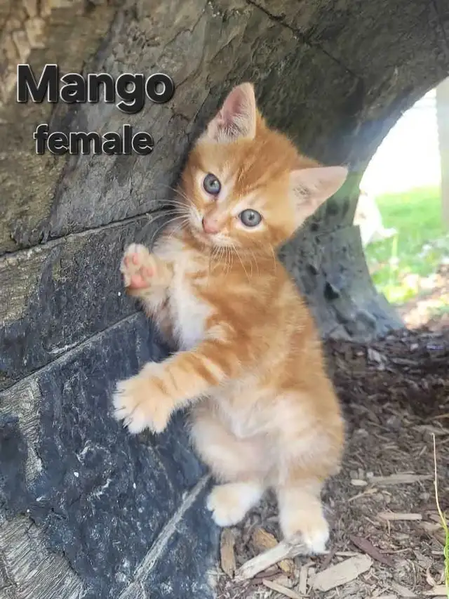 Cute kittens ready for new home ! in Cats & Kittens for Rehoming in Owen Sound - Image 4