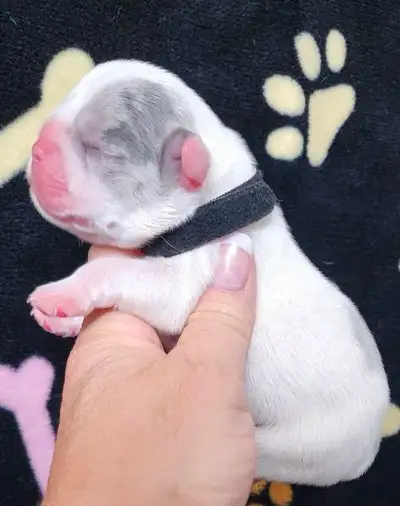 Pawdorabulls French Bulldogs - 11 babies arrived July 8th!!, View more