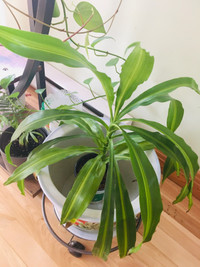 House plant - dracaena
