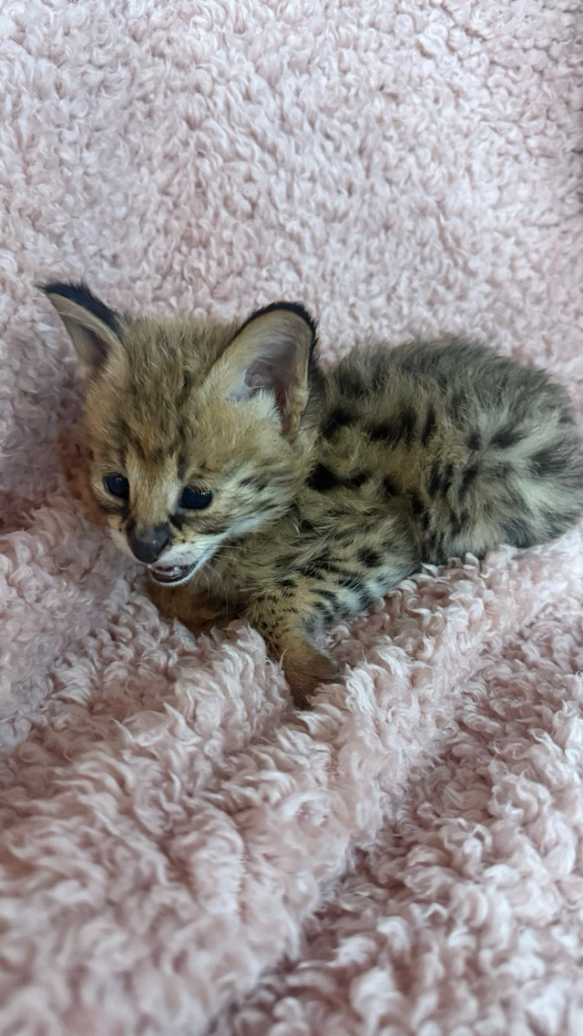 Serval Kittens Available  in Cats & Kittens for Rehoming in Ottawa - Image 2