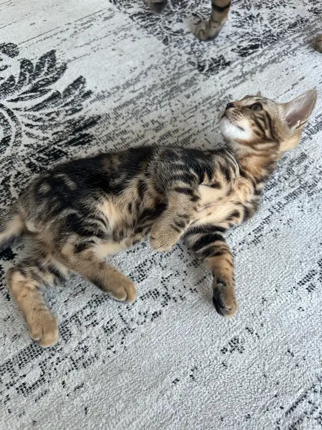 CHATON BENGAL– 3 MONTHS OLD BENGAL KITTEN – 3 MOIS in Cats & Kittens for Rehoming in Longueuil / South Shore - Image 4