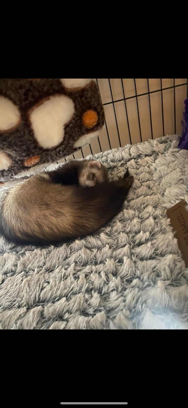 2 female ferrets in Other Pets for Rehoming in Edmonton - Image 2