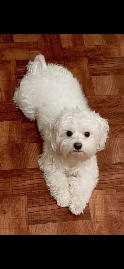 Tiny Paws, Big Comfort! Need a cozy, loving spot for your small dog while you're away? I offer Dog S...