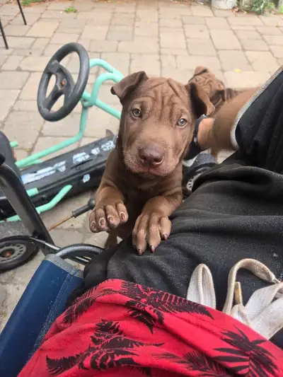 Lab/Pei puppies, View more