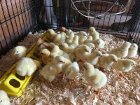 chicks/hatching eggs! Sold out