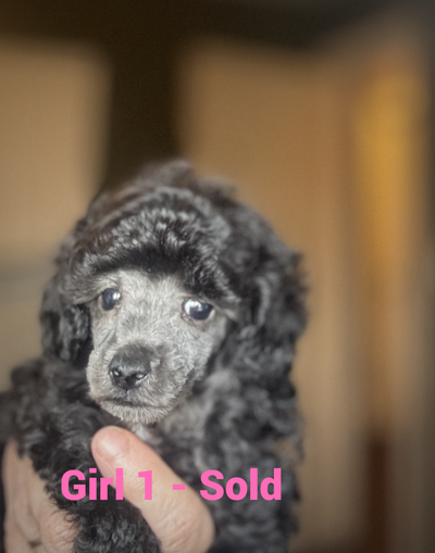 CKC Registered Toy Poodle puppies SIVER and BLUE available. Born February 10. Puppies parents are he...