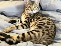 Re homing male Bengal 2 years old 