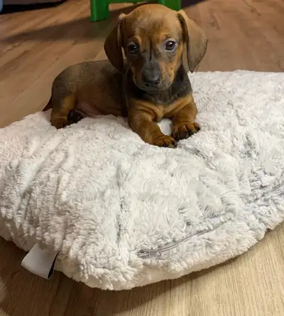 Dachshund Puppies , View more