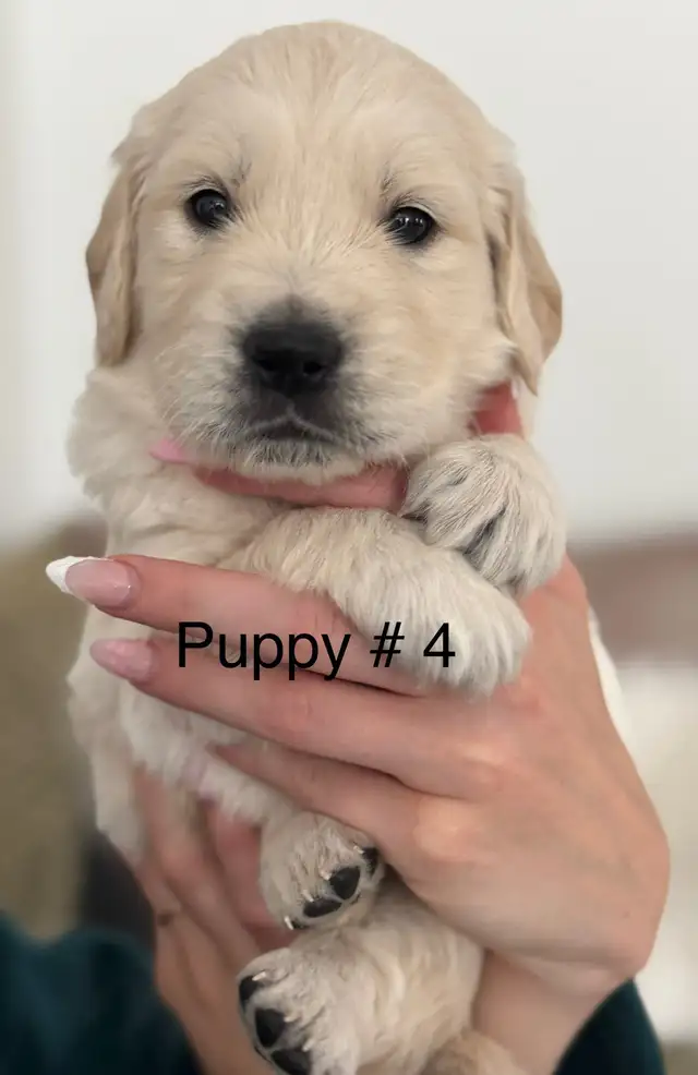 Purebred English Cream Golden Retriever puppies in Dogs & Puppies for Rehoming in Mississauga / Peel Region - Image 3