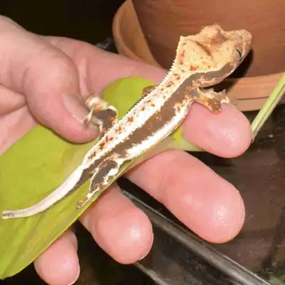 CRESTED GECKO, View more
