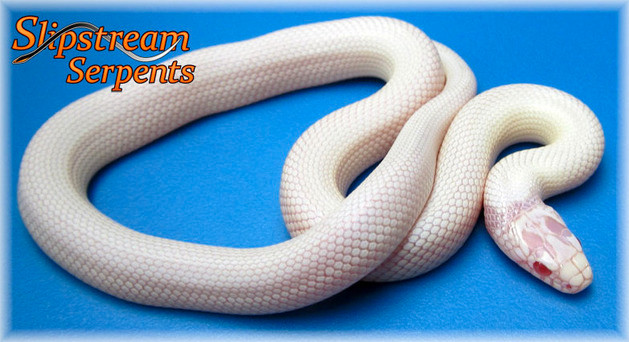 BEAUTIFUL ADULT CORNSNAKE SPECIAL in Reptiles & Amphibians for Rehoming in North Bay - Image 2