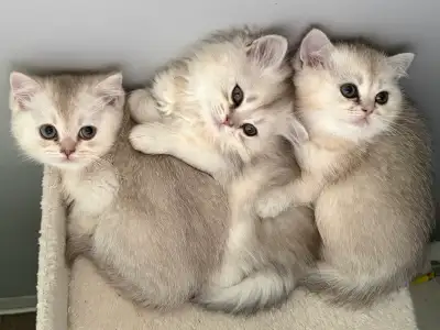 Adopt Cats & Kittens Locally in Bedford | Free Local Classifieds
