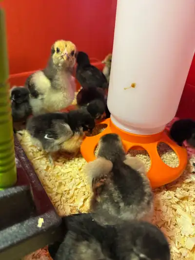chicks for sale, View more