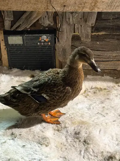 Rouen ducks, View more