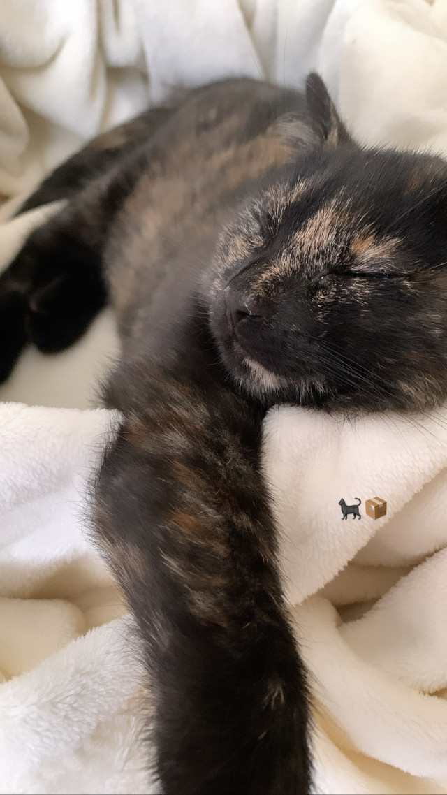 Half maine coon female calico 2 month old kitty! Cats & Kittens for